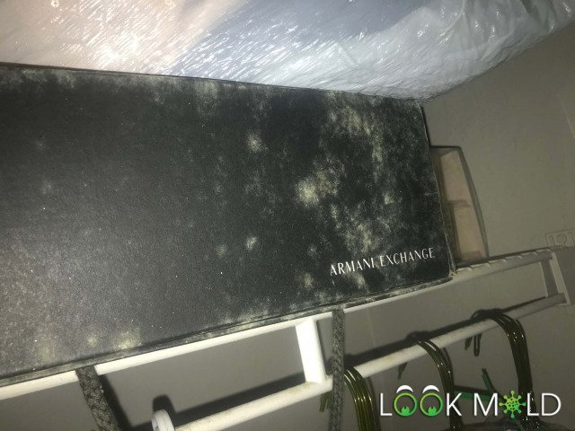 White-Mold-On-Personal-Belongings