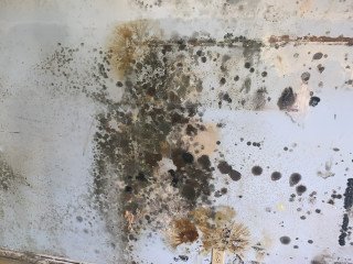 Black Mold Mushrooms