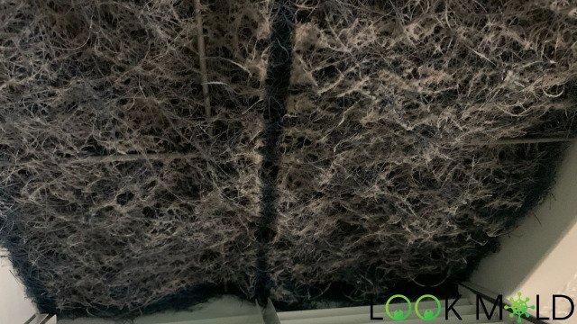 Mold-on-Air-Filter