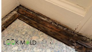 Mold under carpet and tack strip