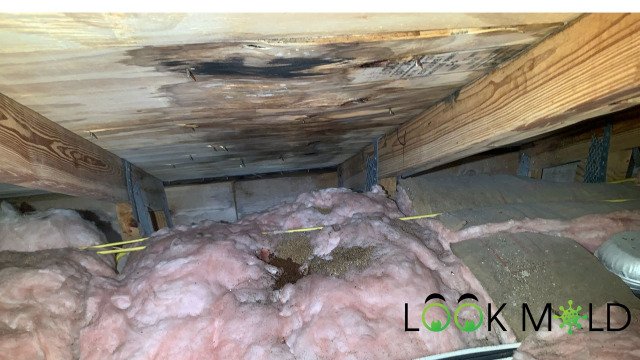 Hidden-Mold-Attic