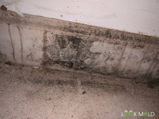 black-mold-infestation-on-wall-lookmold
