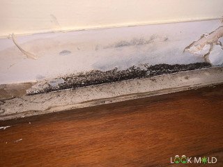 black-mold-damage-along-baseboard-lookmold