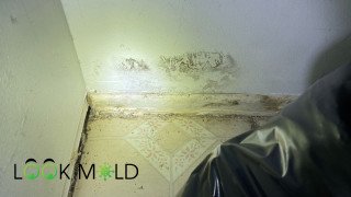 Mold Growing drywall