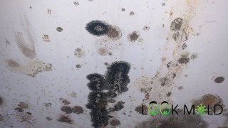 Mold & Mildew