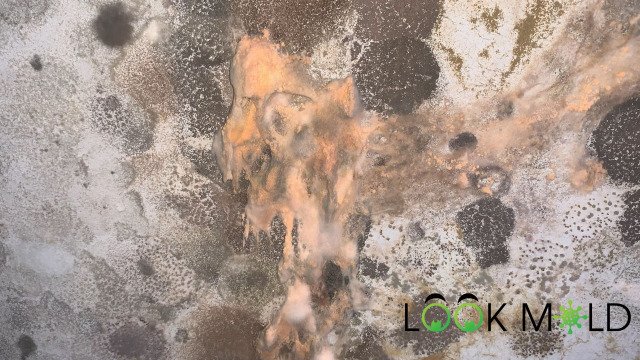Orange Mold Pic