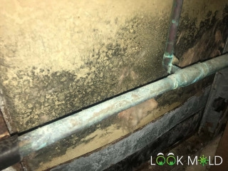 Black-Mold-Behind-Shower