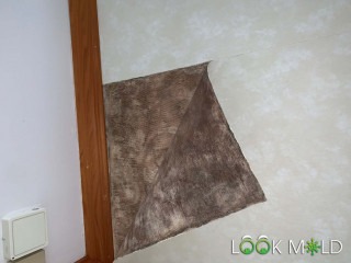 Black-Mold-Behind-Wall-Paper