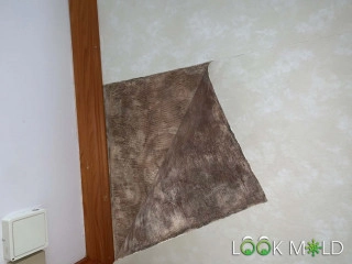 Black-Mold-Behind-Wall-Paper