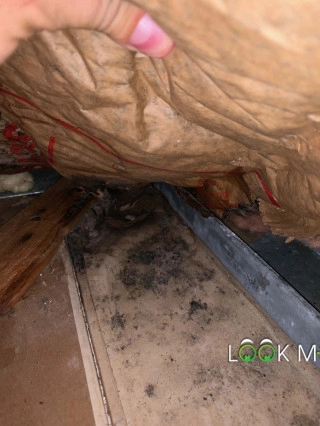 Black-Mold-In-Attic