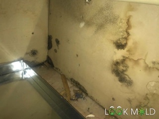 Black-Mold-In-Closet