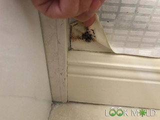 Black-Mold-Next-to-Shower