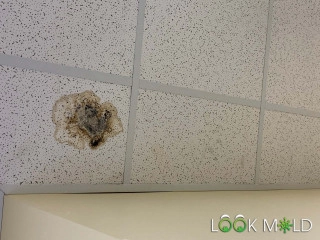 Black-Mold-On-Ceiling-Tiles