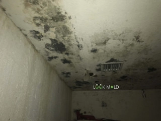 Black-Mold-On-Ceilings