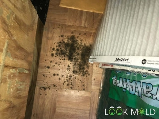 Black-Mold-On-Flooring