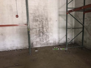 Black-Mold-on-Concrete