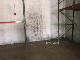 Black-Mold-on-Concrete