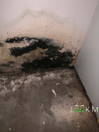 Black-Mold-on-Walls