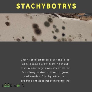 Stachybotrys