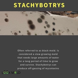Stachybotrys