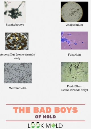 bad-boys