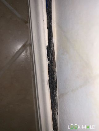 black-mold-in-corner-of-room-lookmold