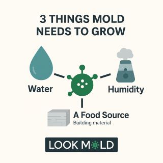 how-does-mold-grow