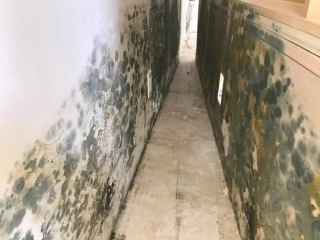 mold-on-walls-1-1024x768