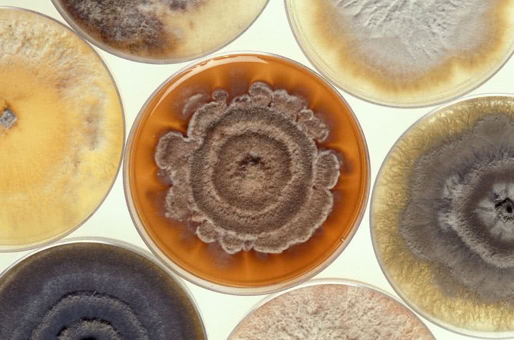 Petri Dish Results